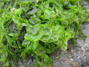 Sea Lettuce (Ulva lactuca)